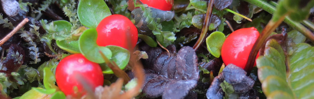 Bead Plant Nertera granadenis